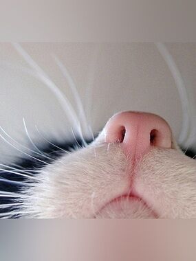 Cat Nose - Ring